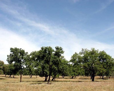 Alterações climáticas em destaque na Ovibeja 2019