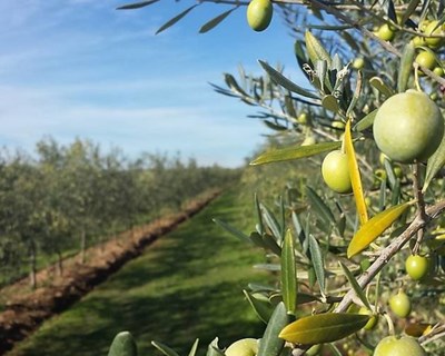Alterações climáticas:Universidade de Évora lidera projeto para resiliência do olival em Portugal