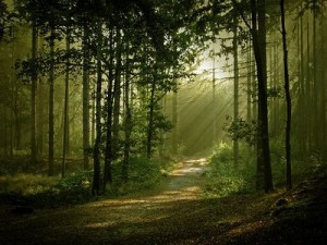 Angola: floresta ameaçada pela queima e abate de árvores