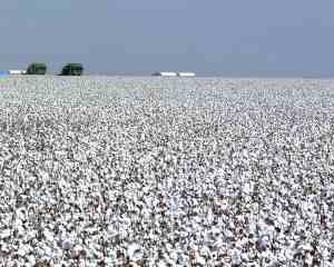 Angola pretende produzir 100 mil toneladas de algodão por ano