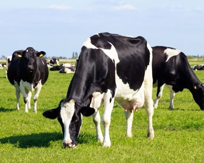 ANICARE: o projeto europeu que defende o bem-estar animal e o do produtor