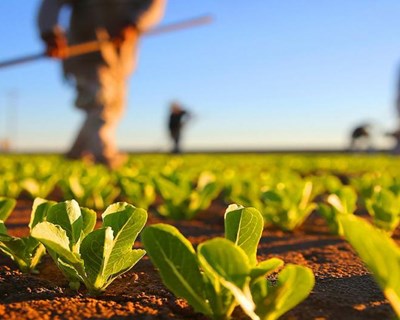 Aberto período de candidaturas para inovação na agricultura e territórios rurais