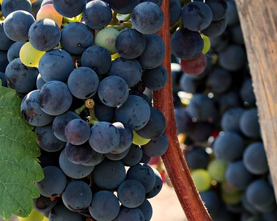 ANP|WWF e Vinhos do Alentejo juntos para tornar a região mais sustentável