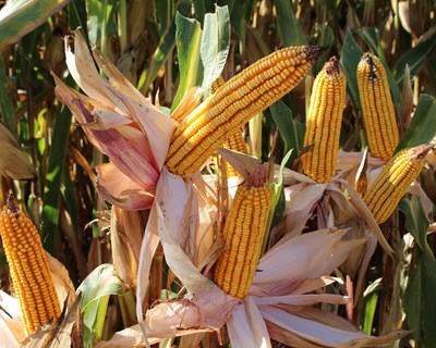 ANPROMIS reuniu 120 agricultores e técnicos agrícolas em ações de formação