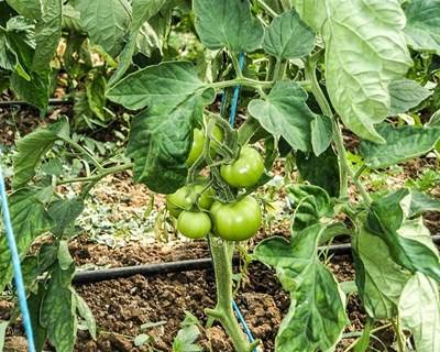 Anuário agrícola de Alqueva 2016 disponível online