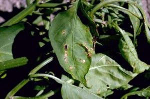 Aparecimento de nova bactéria na agricultura italiana faz soar alarme