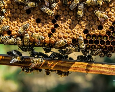 Apicultura: Consórcio europeu desenvolve colmeias inteligentes de baixo custo