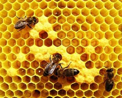 Apicultura cresce em Portugal