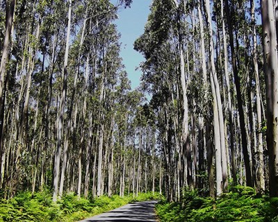 Apicultura pode ser afetada com aplicação de pesticidas em mais de 1500 hectares