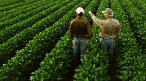 Apoio majorado nos seguros de colheita a jovens agricultores