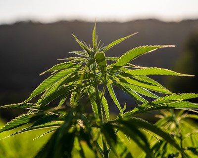 Apoios e consultoria para a produção de cânhamo nos Açores