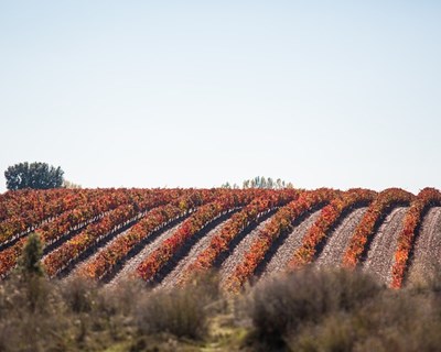 «Aposta na agricultura assegura o futuro do país»