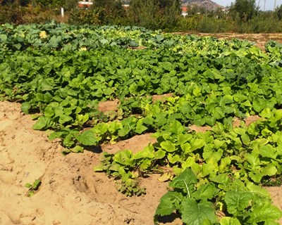 Aprovado Estatuto da Pequena Agricultura Familiar