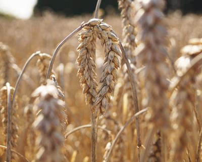 Área de cereais de inverno continua a decrescer