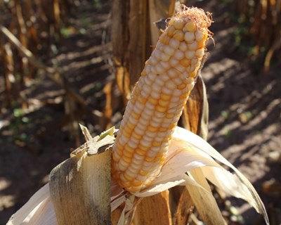 Área de milho nacional com tendência para a estabilização