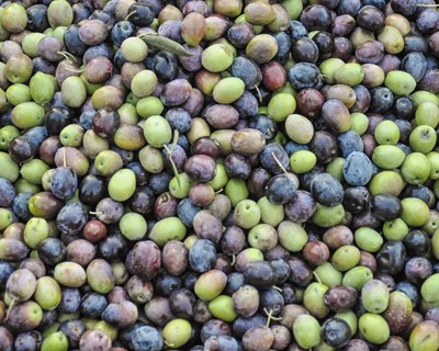 Arrancou a campanha da azeitona e a previsão é de que o consumo de azeite aumente 7% em 2020/2021