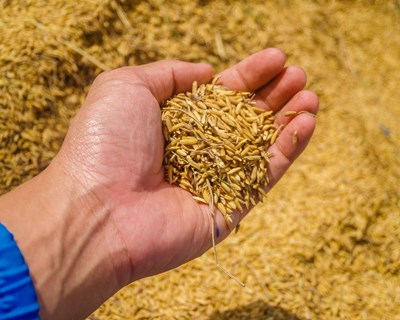 Arroz português já pode ser exportado para o Paraguai