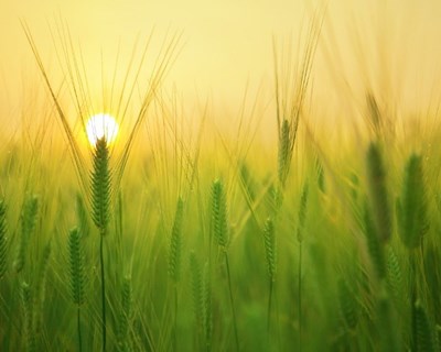 As alterações climáticas e o impacto nos vetores transmissores de doença para os animais e Homem