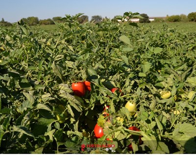 As empresas de fertilizantes na Agroglobal 2020