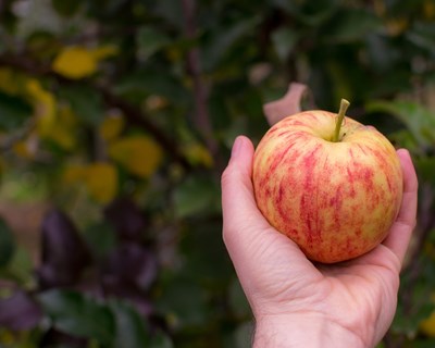As grávidas devem consumir alimentos de origem biológica?