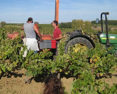 As tendências laborais no setor agrícola
