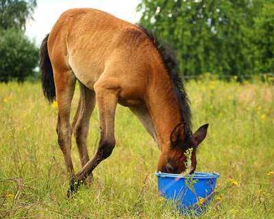 ASAE fiscaliza comércio de alimentos compostos para animais