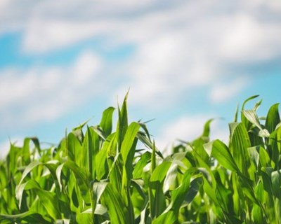 Assinado o protocolo Organic Farming, uma parceria de agricultura e produção biológica