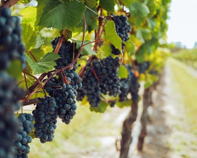 Autenticidade do vinho: a impressão digital química num token digital não fungível (NFT) - bibliografia