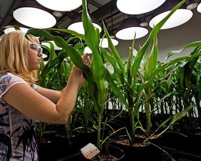 Comissão Europeia aprova uso de 10 Novos OGM