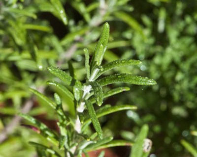 Avaliação de substratos com compostos de acácia e de hormona natural no enraizamento de alecrim e azereiro