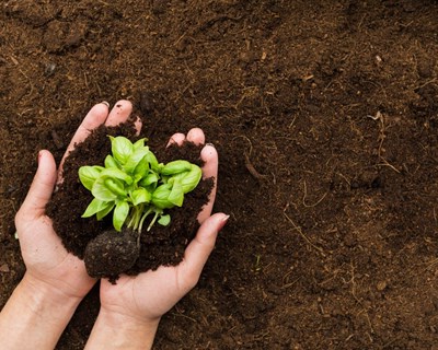 Avaliação do processo de compostagem de misturas com resíduos vegetais ricos em fitoquímicos