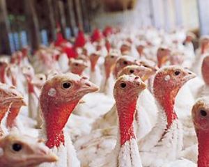 Avicultura: Novas Normas na Inspeção de aves nos EUA
