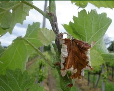 Avisos Agrícolas entre Douro e Minho