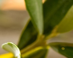 Azeite: prevista redução da produção mundial para 2015