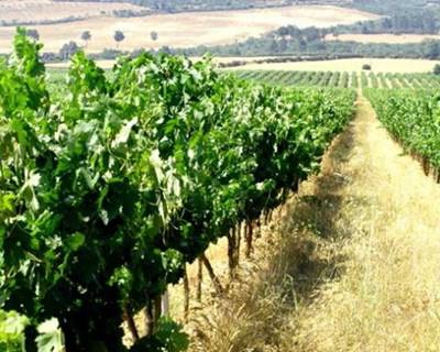 Beira Interior prevê quebra de 15% na produção de vinho