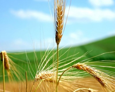 Beja acolhe Dia de Campo dedicado aos Trigos de Qualidade