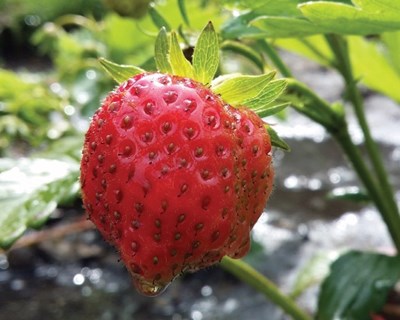 Bioestimulantes na Agricultura: categorias, legislação, oportunidades e desafios
