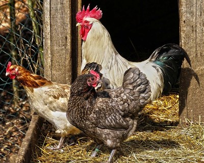 Boletim Mensal da Agricultura e Pescas analisa produção animal de abril