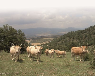 BovINE realiza primeira reunião transnacional em dezembro