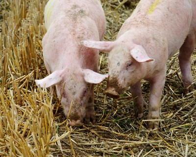 BPF abre candidaturas para Linha de Apoio dirigida aos setores da produção suinícola e produção de leite de vaca
