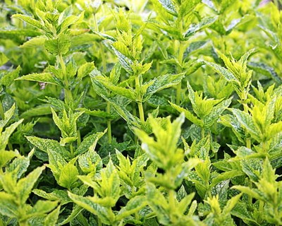 Braga recebe jornada sobre plantas aromáticas e medicinais