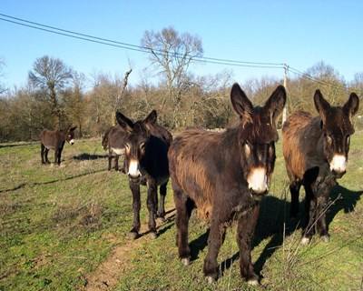 Burro Mirandês em risco de extinção, alerta a UTAD
