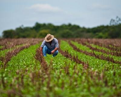 C.M. de Vagos constitui Gabinete de Apoio ao Agricultor
