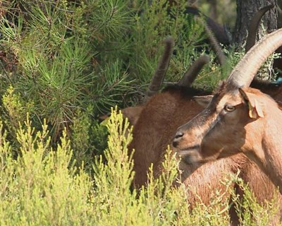 Cabras sapadoras distinguidas e apoiadas pelo trabalho nos incêndios