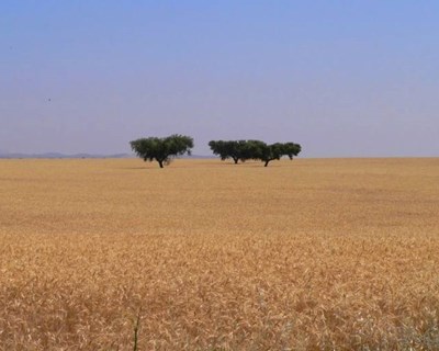 Cadé o pasto?