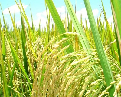 Campanha do arroz prossegue com dificuldades