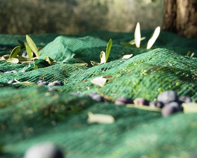 Capacitação de agricultores para a poupança de água no Olival em Santarém e Monforte