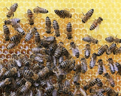 Caramulo debate Apicultura