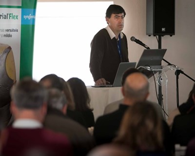 Carial Flex - novo fungicida Syngenta para controlo do míldio da batateira