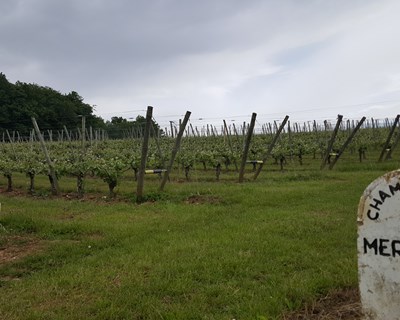 Carmo Wood prevê faturação superior a 20 milhões em França na área de agricultura